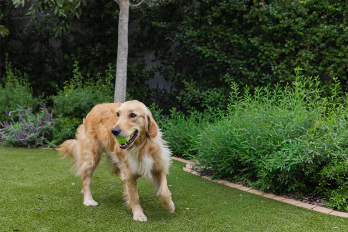 3 counties pet waste