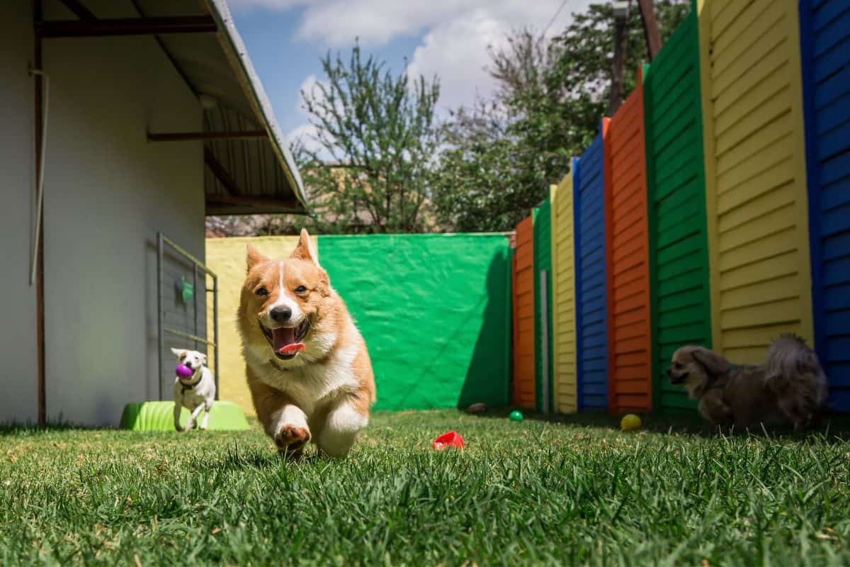 Commercial pet waste Essex