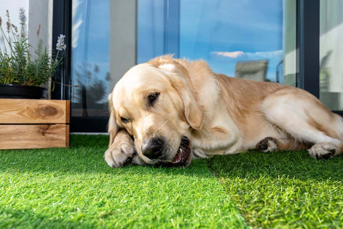 Essex animal waste services